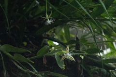Epidendrum criniferum, photograph (c) Thibaud Aronson, some rights reserved (CC BY-SA)