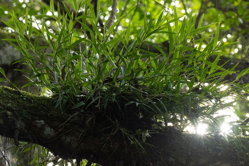 Epidendrum criniferum Rchb.f. 3