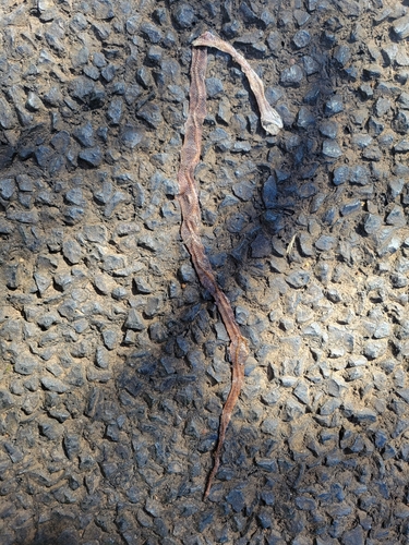 Brown Tree Snake sighting