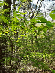 Viburnaceae