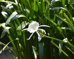 Hymenocallis coronaria