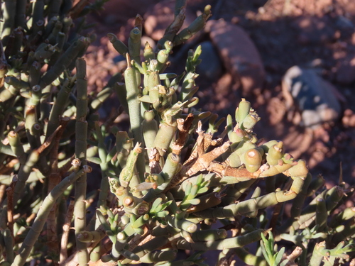 Image of Mesembryanthemum coriarium by no rights reserved