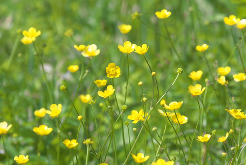 Ranunculus grandis iNat (1)