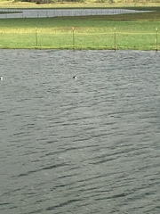 Aechmophorus occidentalis