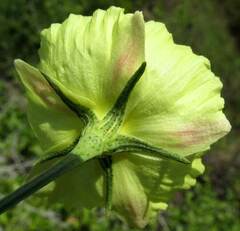 Cienfuegosia yucatanensis, photograph author not stated, no rights reserved