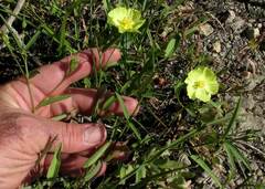 Cienfuegosia yucatanensis, photograph author not stated, no rights reserved