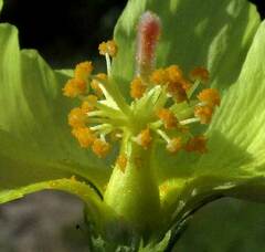 Cienfuegosia yucatanensis, photograph author not stated, no rights reserved