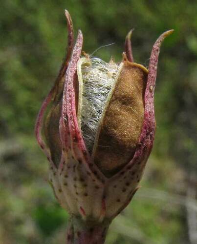 Cienfuegosia yucatanensis, photograph 5
