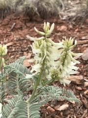 Astragalus drummondii