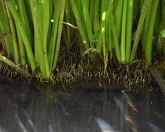 Hymenocallis coronaria
