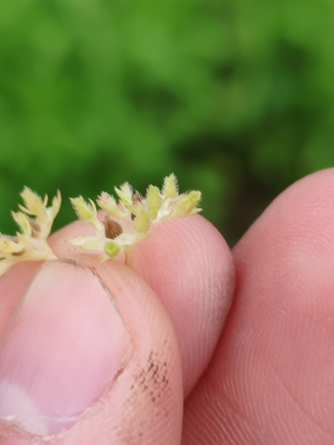 Image of Valerianella eriocarpa by (c) Ljaž, some rights reserved (CC BY)
