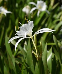 Hymenocallis coronaria
