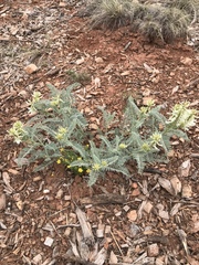 Astragalus drummondii