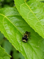 Andrena anisochlora