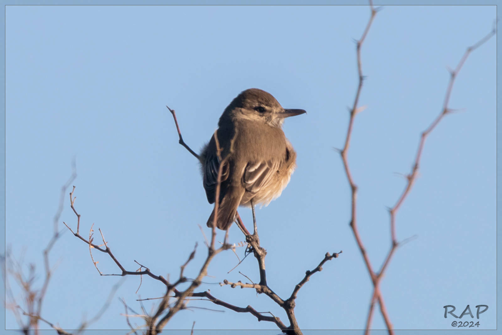 Grey-bellied Shrike-Tyrant (Agriornis micropterus)