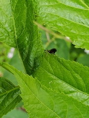 Andrena anisochlora