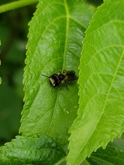 Andrena anisochlora