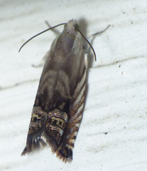 Grapholita eclipsana