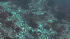 Halichoeres semicinctus