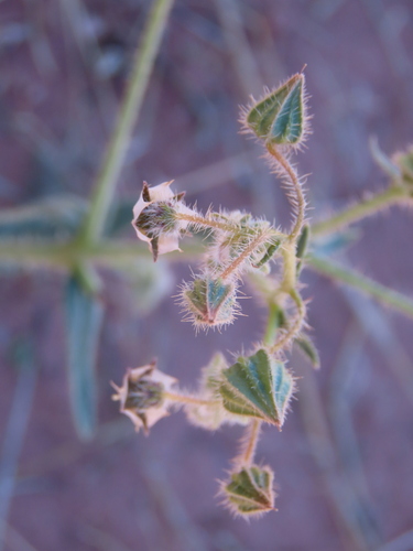 Image of Trichodesma africanum by no rights reserved