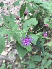 Vernonia greggii