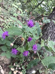 Vernonia greggii