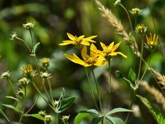 Coreopsis major