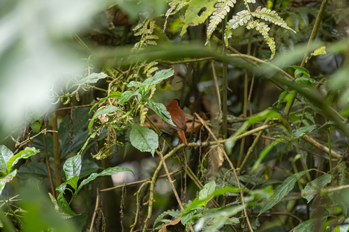 Black-faced Rufous Warbler (Bathmocercus rufus), photo 7