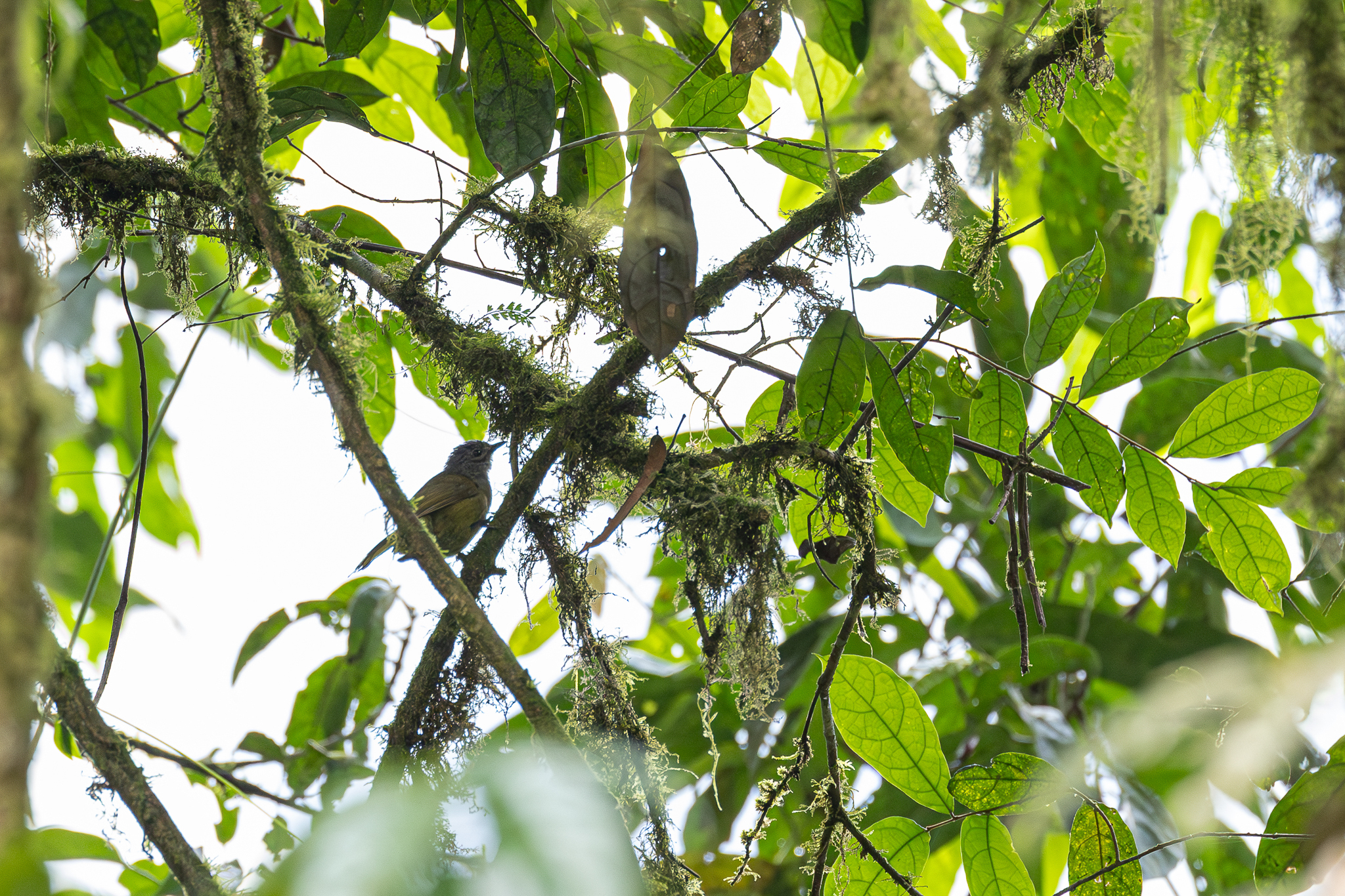 Shelley's Greenbul (Arizelocichla masukuensis), photo 1