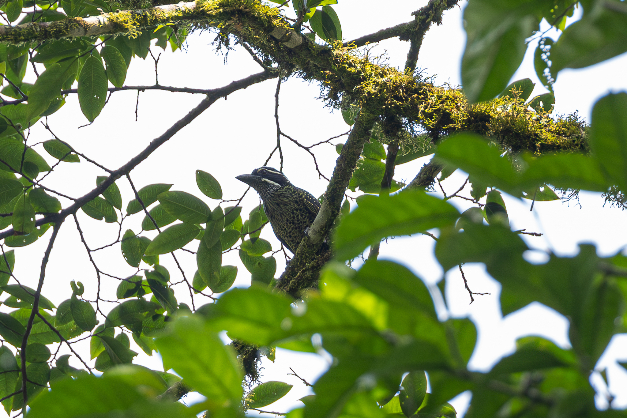 Hairy-breasted Barbet (Tricholaema hirsuta)