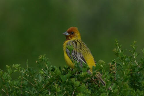 Red-headed Bunting, Егорьевский р-н, Алтайский край, Россия, photo 10 of 10