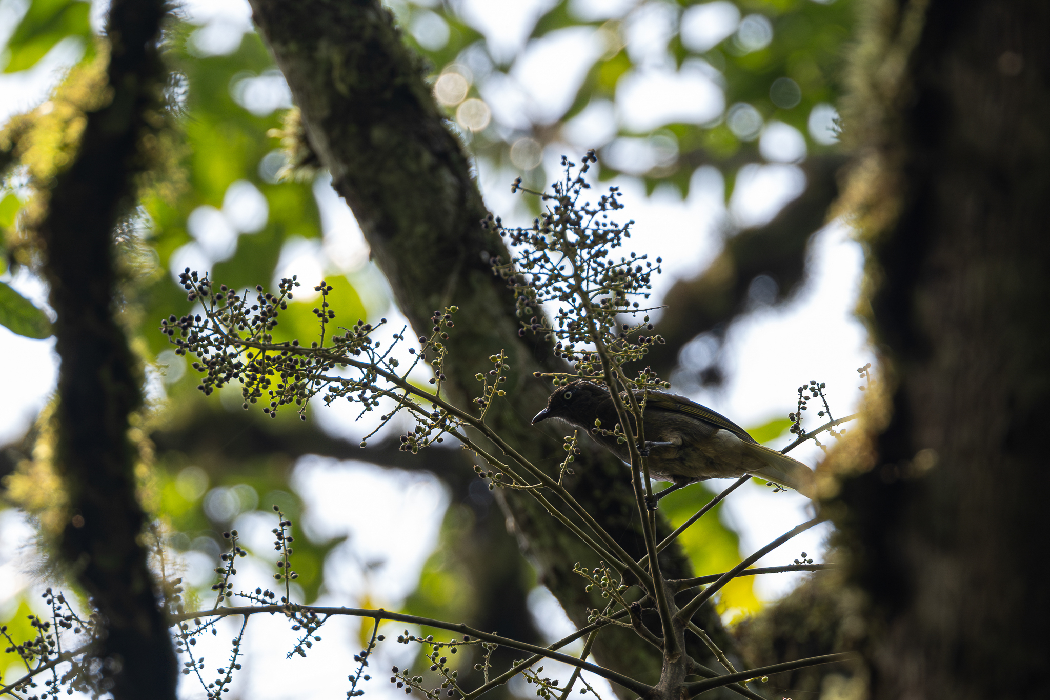 Honeyguide Greenbul (Baeopogon indicator), photo 1
