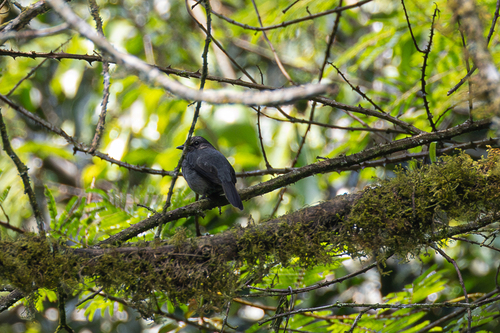 Dusky-blue Flycatcher (Bradornis comitatus)