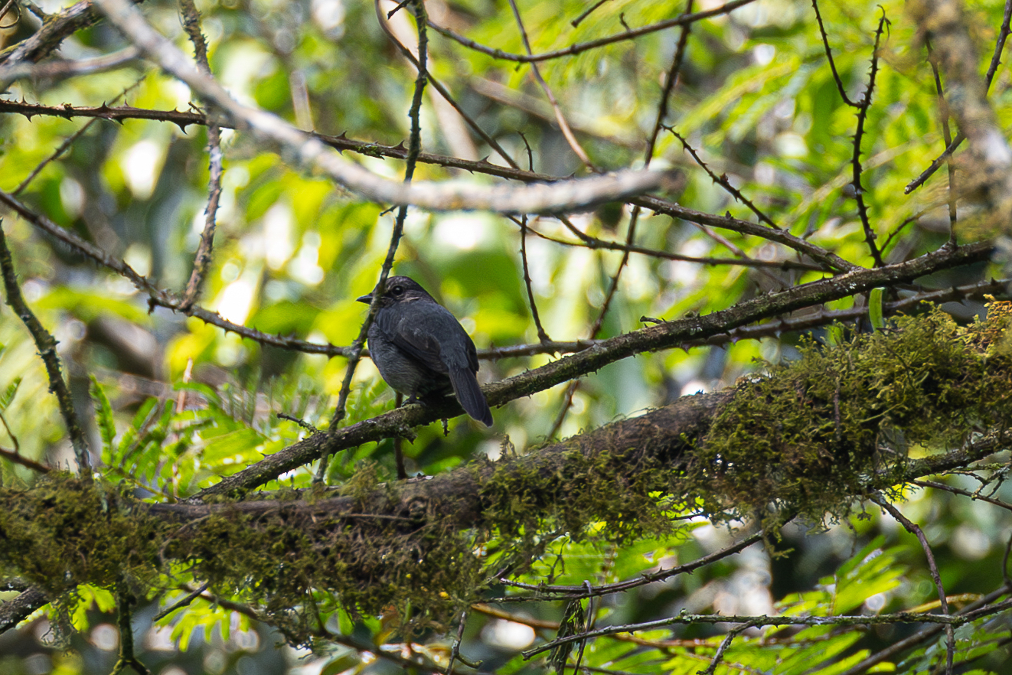 Dusky-blue Flycatcher illustration