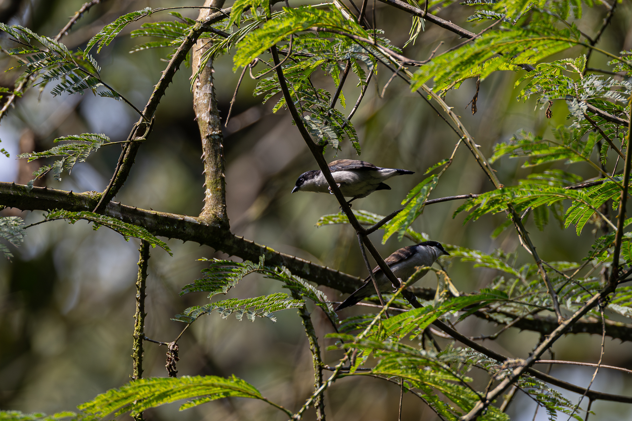 White-breasted Nigrita (Nigrita fusconotus), photo 2