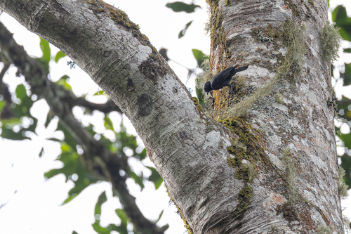 Dusky Tit (Melaniparus funereus), photo 3