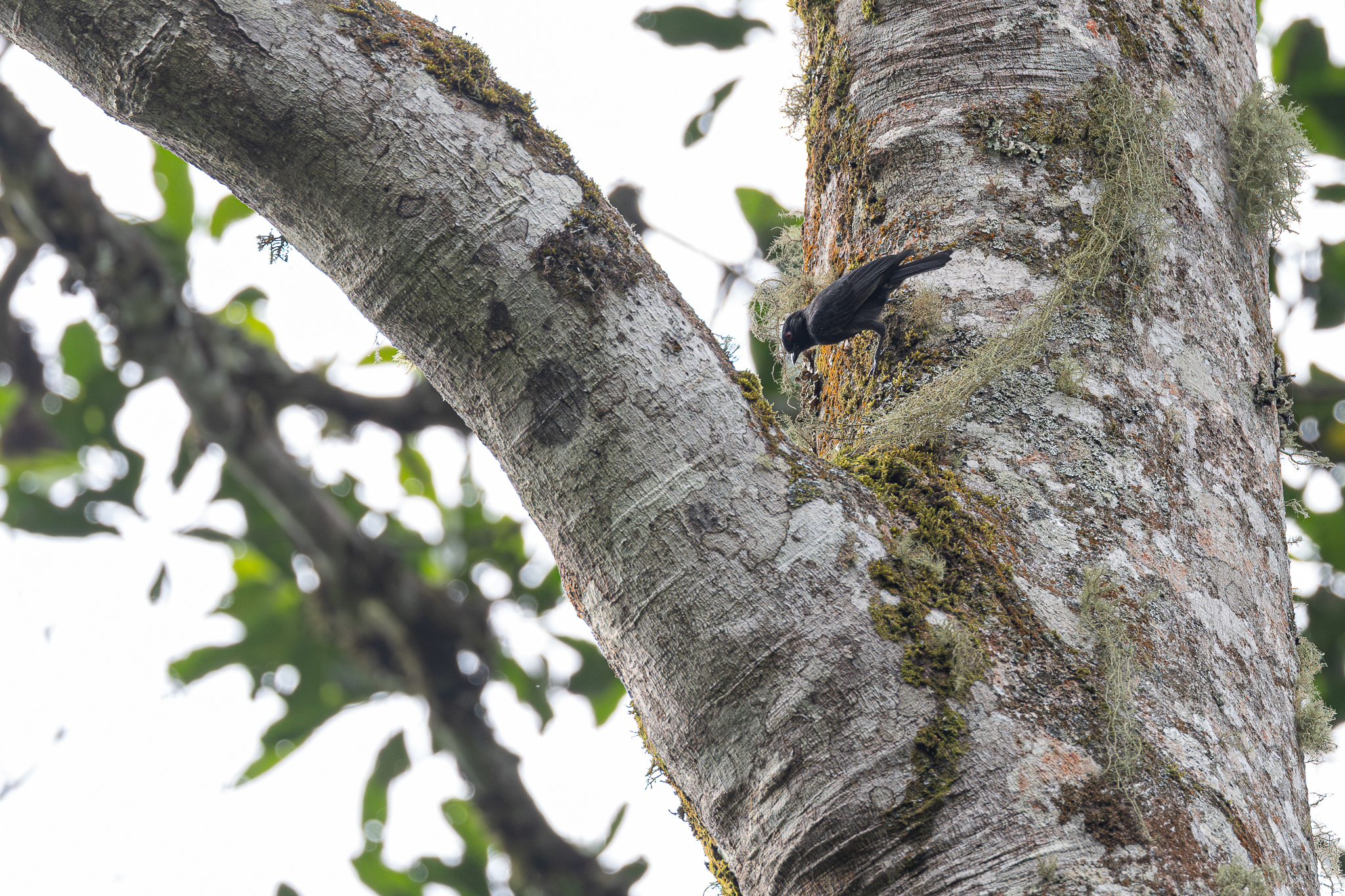 Dusky Tit illustration