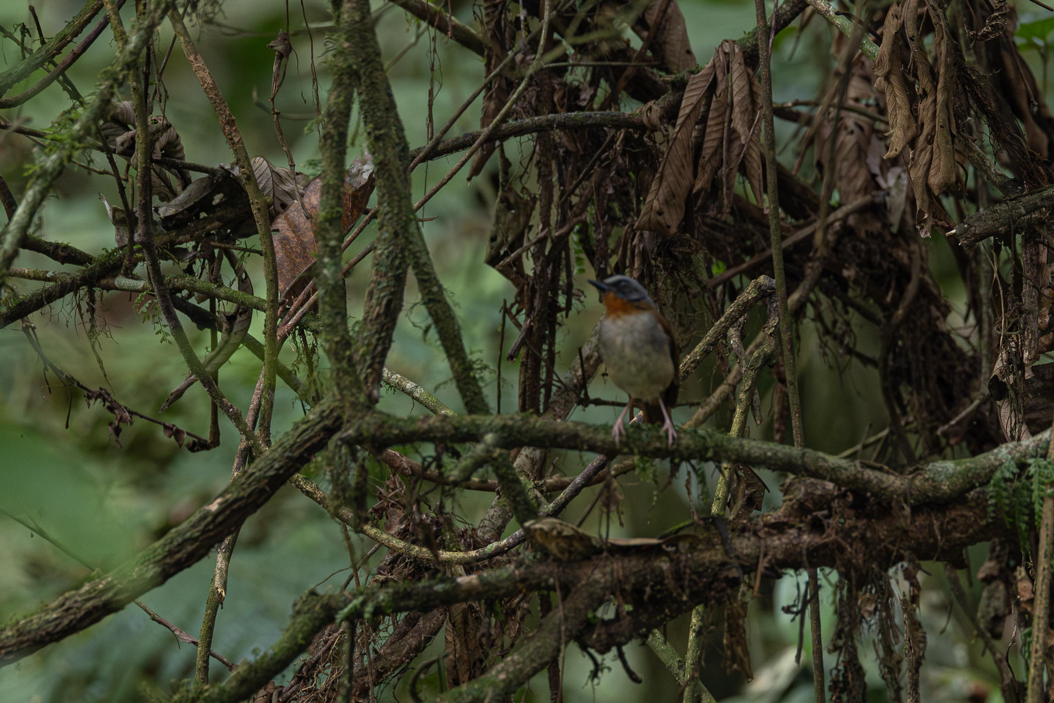 Red-throated Alethe (Chamaetylas poliophrys), photo 1
