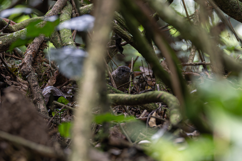 Mountain Illadopsis (Illadopsis pyrrhoptera), photo 3