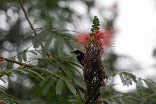 Green-throated Sunbird (Chalcomitra rubescens)