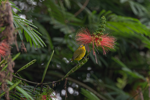Green White-eye (Zosterops stuhlmanni), photo 9