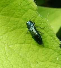 Agrilus cyanescens
