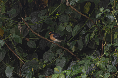 Lühder's Bushshrike (Laniarius luehderi), photo 10