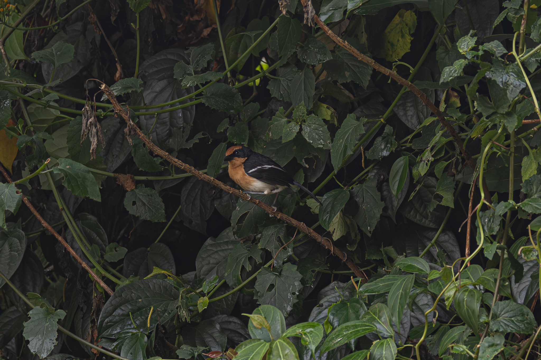 Lühder's Bushshrike (Laniarius luehderi), photo 2
