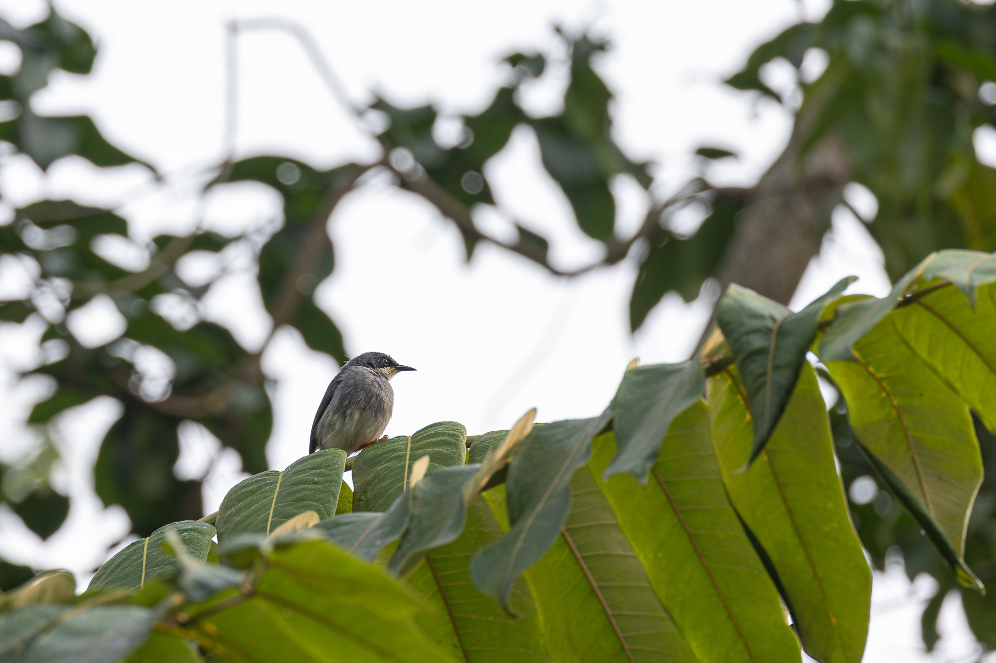 White-chinned Prinia (Schistolais leucopogon), photo 2