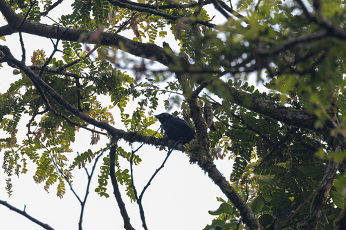 Petit's Cuckooshrike (Campephaga petiti), photo 4