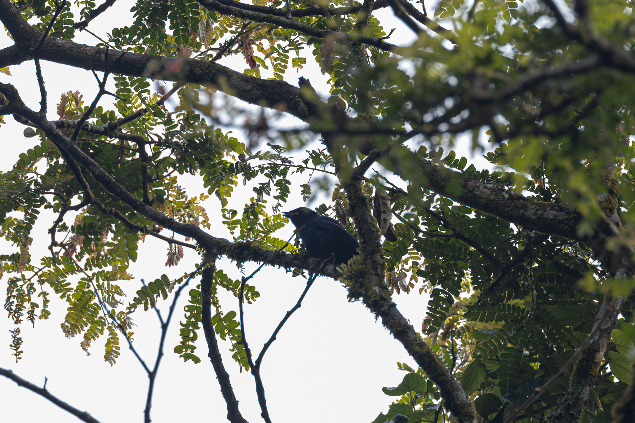 Petit's Cuckooshrike (Campephaga petiti), photo 1