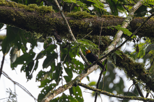 Black-billed Weaver (Ploceus melanogaster), photo 2