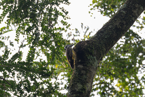 Yellow-crested Woodpecker (Chloropicus xantholophus), photo 3