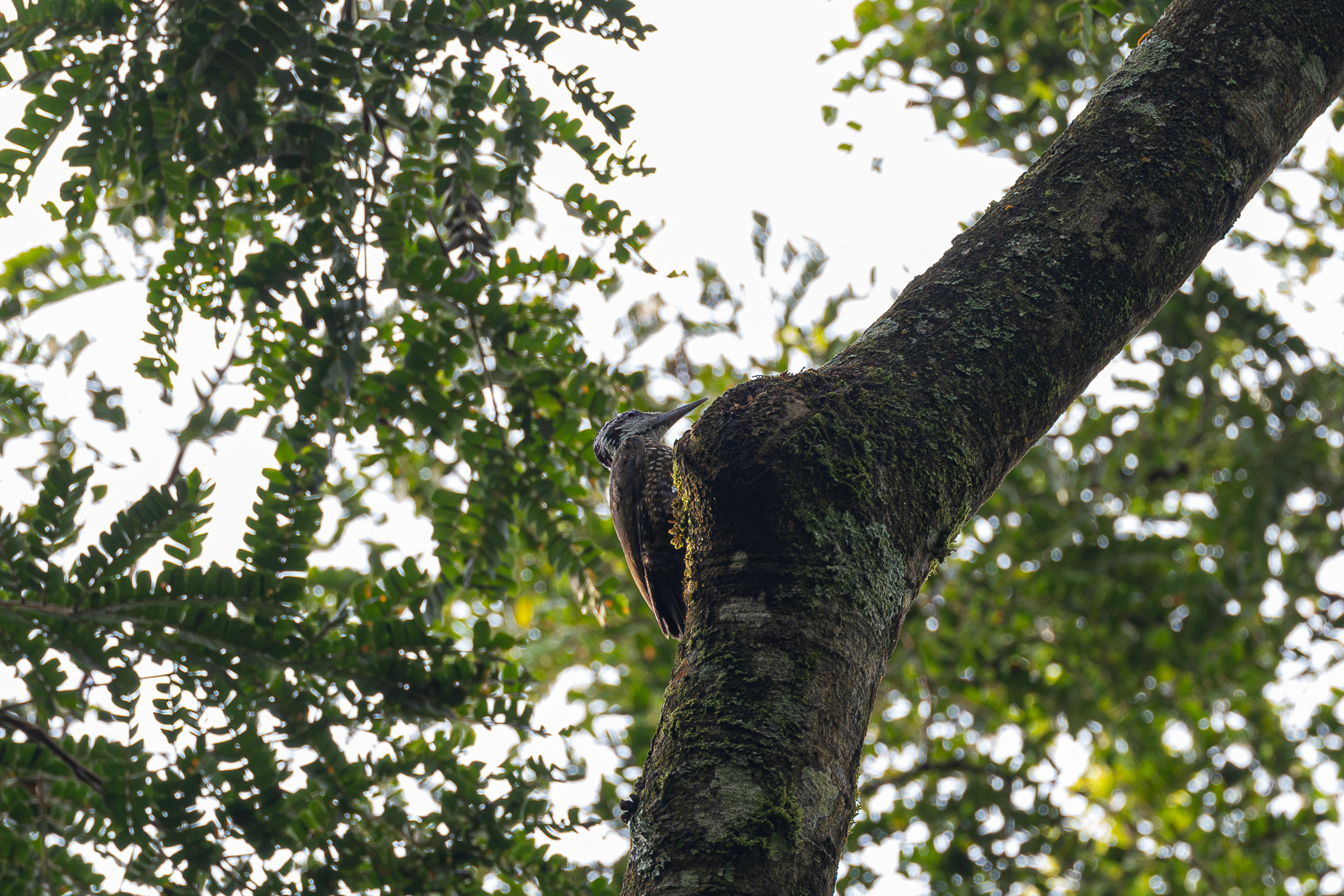 Yellow-crested Woodpecker (Chloropicus xantholophus), photo 1